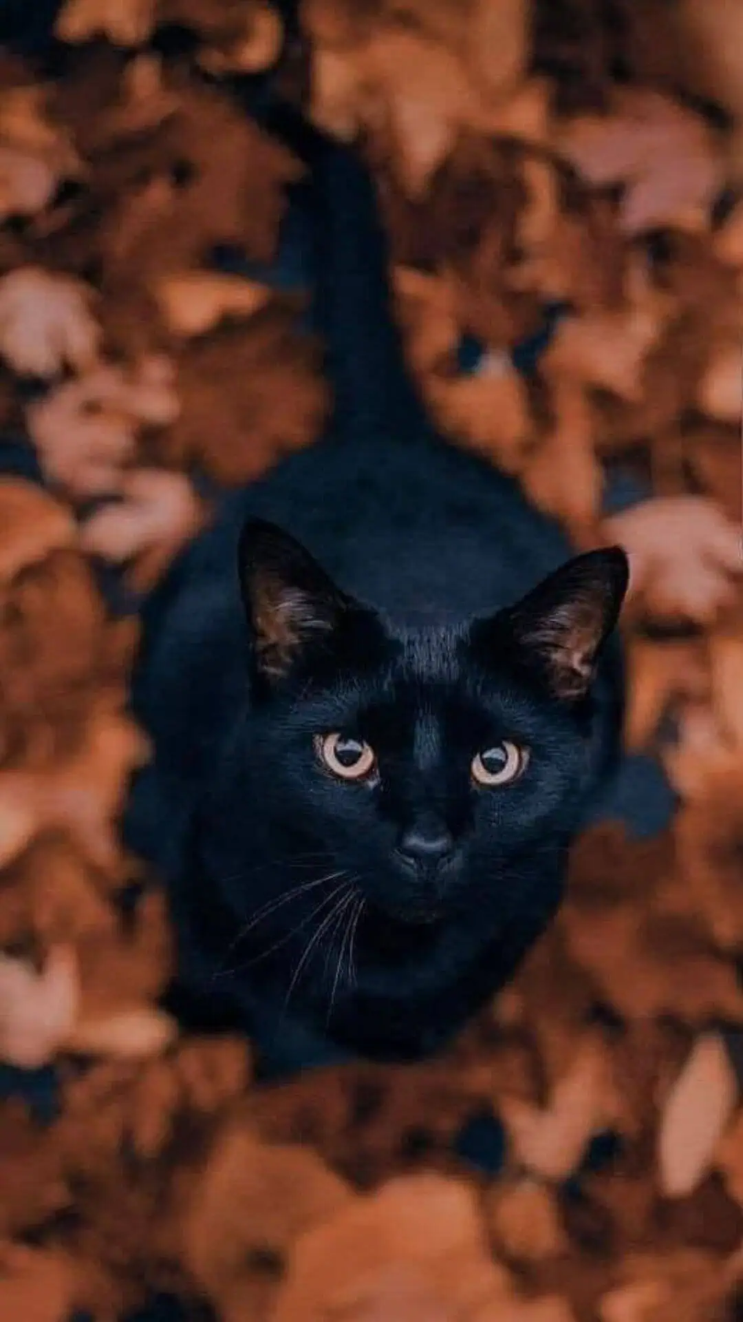 Black cat iPhone wallpaper surrounded by orange autumn leaves. Hello October phone background with cozy fall aesthetic and subtle Halloween vibe.