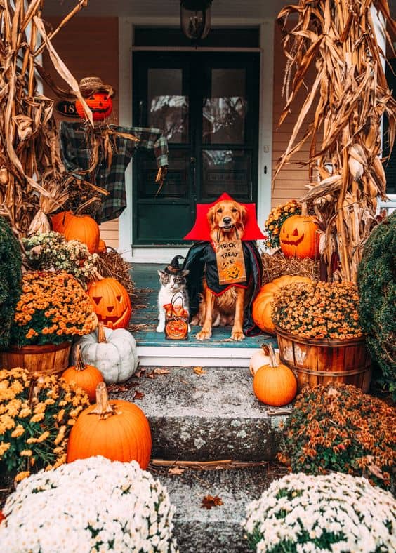 Halloween Decor with Corn Stalks