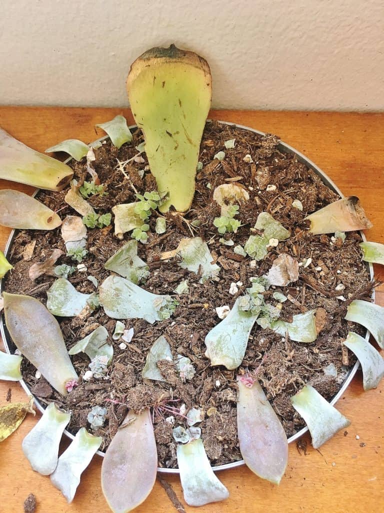 Growing succulents from leaves for an easy DIY Mother's Day gift on a budget