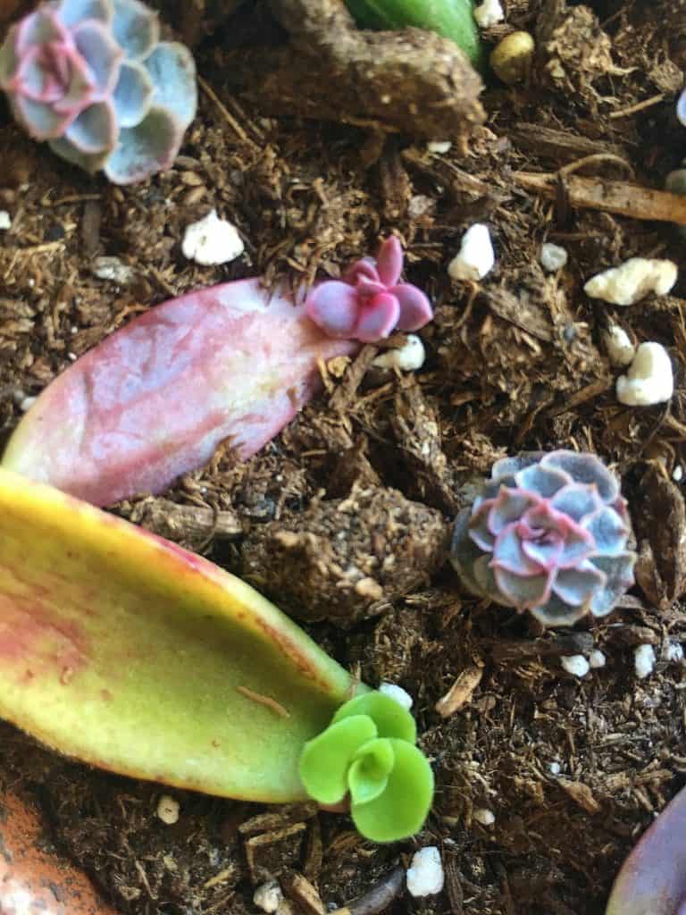 Propagating succulents for an easy DIY Mother's Day gift