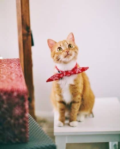 Cat with red hankerchief. Easy DIY 4th of July party ideas using pets.