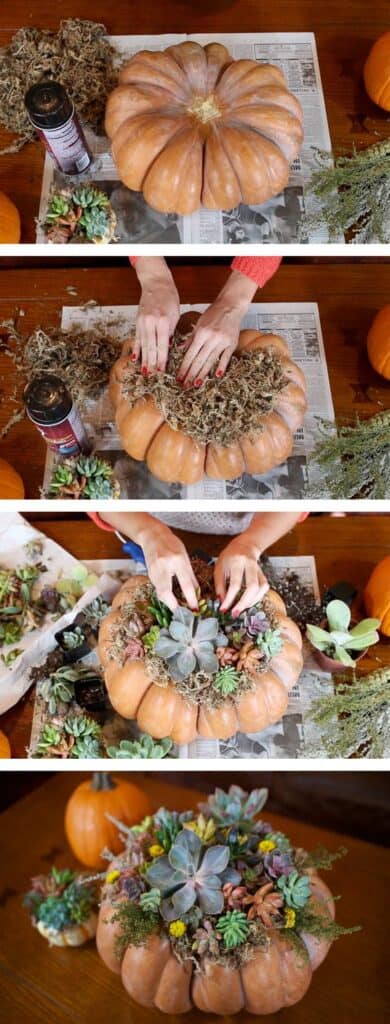 Succulent Pumpkin Fall Thanksgiving Centerpiece Craft