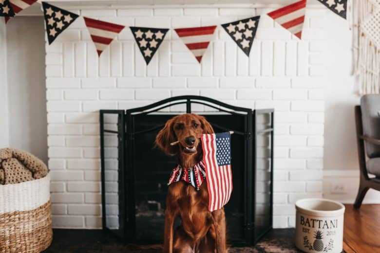 Easy DIY 4th of July party ideas and decoration tip using pets.